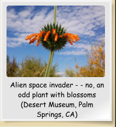 Alien space invader - - no, an odd plant with blossoms (Desert Museum, Palm Springs, CA)