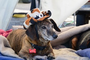 Cowboy dachshund