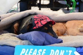 His owner was selling the hats