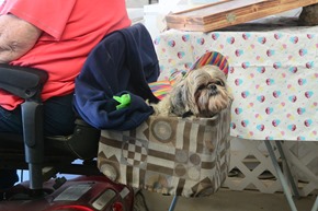 Piggyback pup on a mobility vehicle